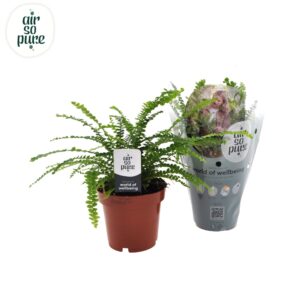 Nephrolepis Duffii Nephrolepis Duffii
(10 Plants/Order)(12cmP cmH)