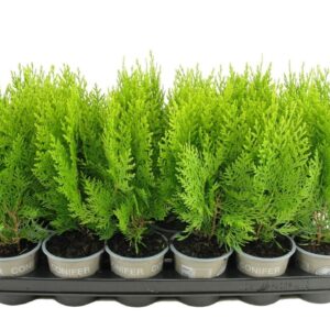 Platycladus orientalis Aurea Nana Platycladus oriënt. 'Aurea Nana'
(18 Plants/Order)(9cmP 15cmH)