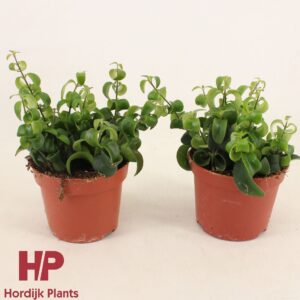 Aeschynanthus Bluster P12 cm - Aeschynanthus Bluster
(6 Plants/Order)(12cmP 18cmH)