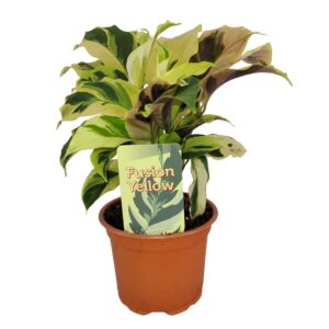 Calathea Fusion Yellow Calathea Fusion Yellow
(9 Plants/Order)(10.5cmP 15cmH)