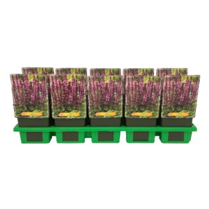 Salvia x sylvestris pink Marvel Salvia 'Rose Marvel' P11
(10 Plants/Order)(11cmP 25cmH)