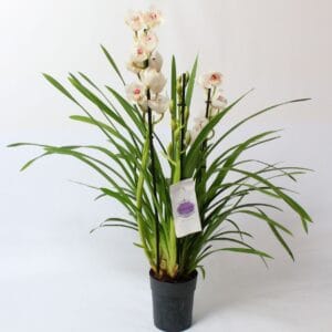 Cymbidium white 3-4 spike
(7 Plants/Order)(14cmP 75cmH)
