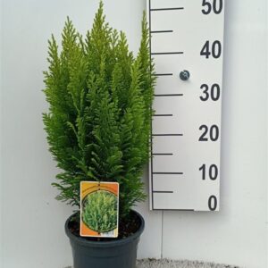 Chamaecyparis law. 'Ellwood's Empir Chamaecyparis l. 'Ellw. Empire'
(1 Plants/Order)(19cmP 65cmH)