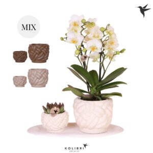 Arrangement Phalaenopsis Kolibri Gift Set small Rope
(1 Plants/Order)(18cmP 40cmH)