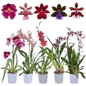 Orchideeen Geurmix 1 spike 12 cm
(10 Plants/Order)(12cmP 55cmH)