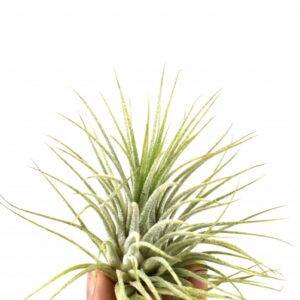 Tillandsia tillandsia ionantha green
(20 Plants/Order)(5cmP 5cmH)