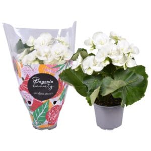 Begonia Clara Begonia white standaard hoes
(11 Plants/Order)(9cmP 22cmH)