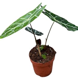 Alocasia Alocasia Watsoniana Big Form P17
(6 Plants/Order)(17cmP 40cmH)