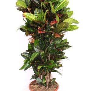 Codiaeum Petra Codiaeum Petra (Croton Petra)
(1 Plants/Order)(40cmP 170cmH)