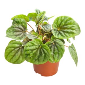 Peperomia Peperomia Candora® Da Vinci
(8 Plants/Order)(13cmP 15cmH)