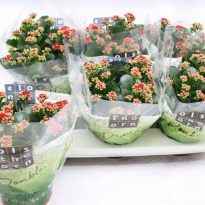 Kalanchoe Calandiva Rubio Gevuld 15 cm red
(6 Plants/Order)(15cmP 24cmH)