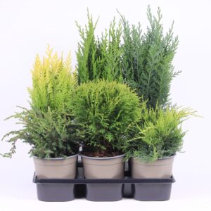 conifers conifers mix
(6 Plants/Order)(15cmP 40cmH)
