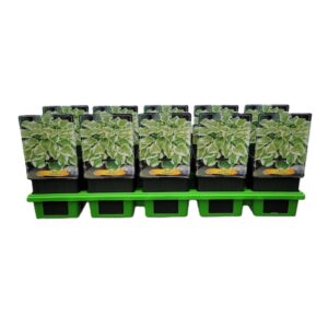 Hosta other Hosta 'Delta Dawn' P11
(10 Plants/Order)(11cmP 25cmH)