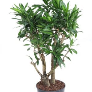 Dracaena Song of Jamaica Dracaena Song Of Jamaica busch P24
(1 Plants/Order)(24cmP 100cmH)