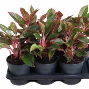 Aglaonema other Aglaonema Siam Red
(6 Plants/Order)(17cmP 40cmH)