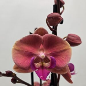 Phalaenopsis other Limited 50 Week 44
(12 Plants/Order)(12cmP 55cmH)