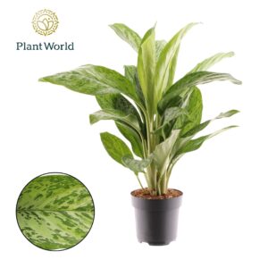 Aglaonema Greenlight Aglaonema Greenlight
(1 Plants/Order)(17cmP 60cmH)