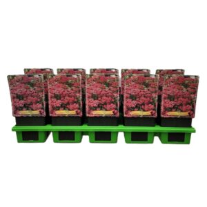 Achillea Achillea 'Rainbow Ending Blue' P11
(10 Plants/Order)(11cmP 25cmH)