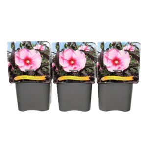 Hibiscus Hibiscus 'Summer Storm' C5
(1 Plants/Order)(21cmP 35cmH)