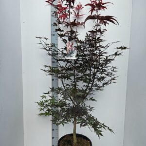 Acer palmatum Red Emperor Acer palmatum 'Red Emperor'
(1 Plants/Order)(36cmP 160cmH)