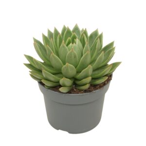 Echeveria agavoides Echeveria agavoides 13 cm
(6 Plants/Order)(13cmP 15cmH)