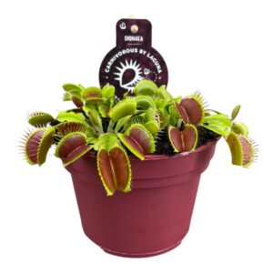 Dionaea muscipula Dionaea Muscipula 12 cm 
(8 Plants/Order)(12cmP 12cmH)