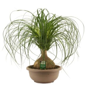 Nolina recurvata Beaucarnea ball 30 cm
(1 Plants/Order)(30cmP 65cmH)