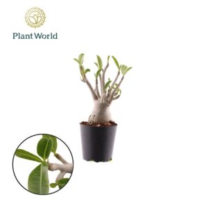 Adenium obesum Adenium Obesum
(14 Plants/Order)(12cmP 25cmH)