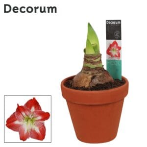 Hippeastrum Amaryllis Exotic Striped 2 bud Terracotta Steen OP
(7 Plants/Order)(13cmP 25cmH)