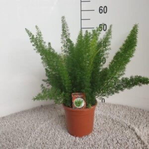 Asparagus Meyers Asparagus d. meyers
(1 Plants/Order)(17cmP 45cmH)