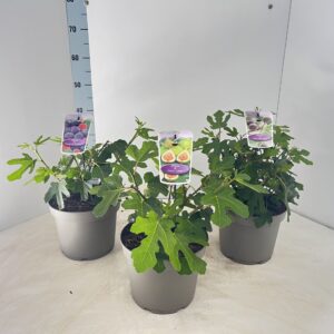 Ficus carica Ficus carica mix (minimum order one layer)
(1 Plants/Order)(23cmP 50cmH)