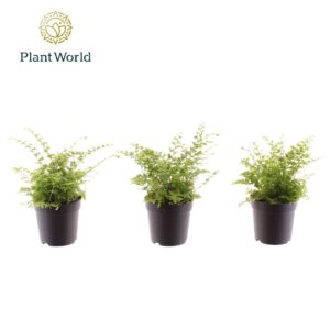 Nephrolepis Green Fantasy Nephrolepis Green Fantasy 7 cm
(28 Plants/Order)(7cmP 10cmH)