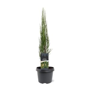 Juniperus scopulorum Blue Arrow Juniperus scopulorum 'Blue Arrow'
(1 Plants/Order)(19cmP 55cmH)