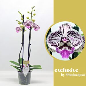 Phalaenopsis white more Ripsen Zoe 2-tak 60cm (GROEN)
(10 Plants/Order)(12cmP 60cmH)