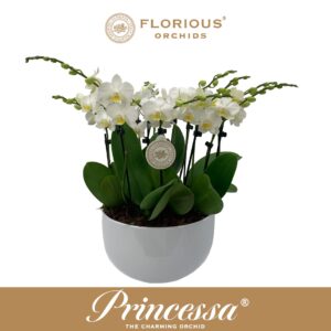 Phalaenopsis white more Ripsen No25 Bowl 10 spike white 
(2 Plants/Order)(25cmP 45cmH)