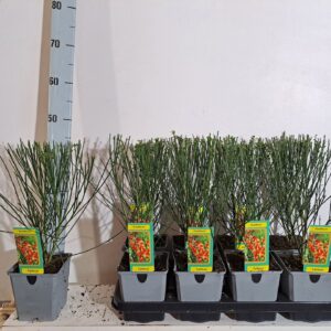 Cytisus Cytisus scoparius Goldfinch Cytisus Gold Finch
(8 Plants/Order)(13cmP 45cmH)