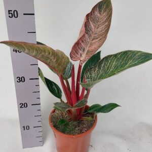 Philodendron Philo pink bikini
(2 Plants/Order)(17cmP 50cmH)