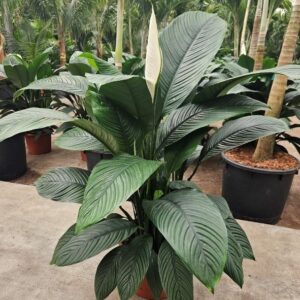 Spathiphyllum Sensation Spathiphyllum Sensation
(1 Plants/Order)(45cmP 150cmH)