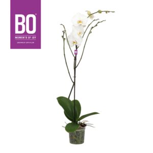 Phalaenopsis white more Ripsen King P15 BO White 1 spike
(4 Plants/Order)(15cmP 100cmH)