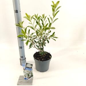 Exochorda Niagara racemosa PBR
(1 Plants/Order)(17cmP 30cmH)