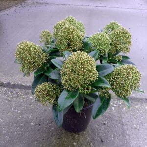 Skimmia japonica Fragrant Cloud 10+
(6 Plants/Order)(15cmP 35cmH)