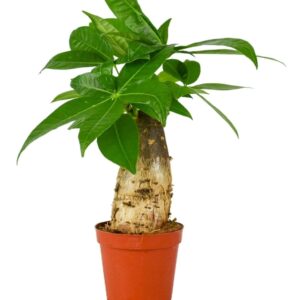 Pachira aquatica Pachira Aquatica 9 cm trunk
(12 Plants/Order)(9cmP 25cmH)