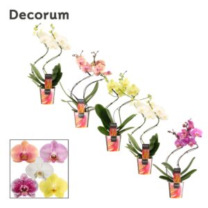 Phalaenopsis mixed Phalaenopsis hurricane mix (Decorum)
(10 Plants/Order)(12cmP 50cmH)