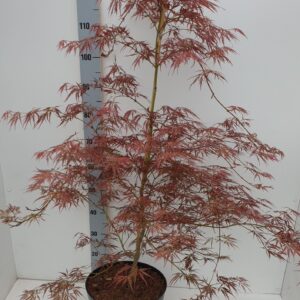 Acer palmatum Ornatum Acer palmatum 'Ornatum'
(1 Plants/Order)(31cmP 120cmH)