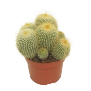 Parodia leninghausii Eriocactus leninghausii 12 cm
(8 Plants/Order)(12cmP 21cmH)