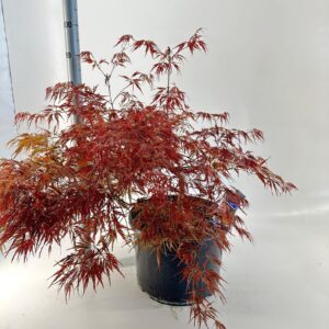 Acer palmatum Garnet Acer pal. 'Garnet'
(1 Plants/Order)(40cmP 125cmH)