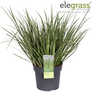 Siergrassen mix Acorus gramineus Argenteostriatus P19
(1 Plants/Order)(19cmP 50cmH)