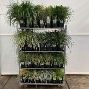 Siergrassen mix Siergras Mixcc V5
(1 Plants/Order)(23cmP 60cmH)