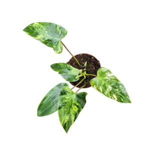 Philodendron Philodendron Emerald Queen Variegata
(12 Plants/Order)(9cmP 15cmH)