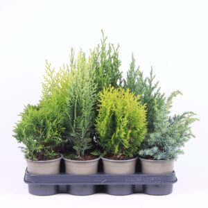 conifers conifers mix
(11 Plants/Order)(11cmP 30cmH)